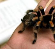 К чему снится тарантул: обратимся за помощью к сонникам Во сне тарантул убегал от меня