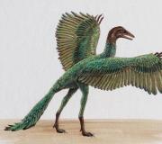 Происхождение птиц в результате эволюции Как появились птицы на земле для детей