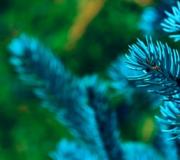Zašto vidjeti božićno drvce u snu